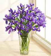 Iris Bouquet, 