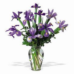 Iris In Vase