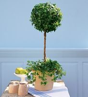 Ivy Topiary