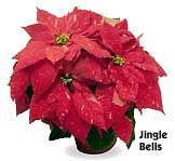 Jingle bells Poinsettias