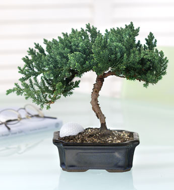 June's Bonsai small