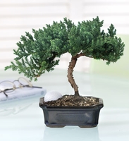 June's Bonsai small