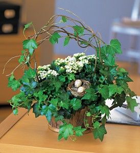 Kalanchoe and Ivy Basket
