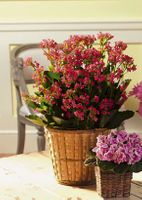 Kalanchoe basket