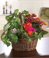 Kalanchoe Garden Basket Kalanchoe Garden Basket