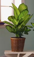 Lage plants Dieffenbachia