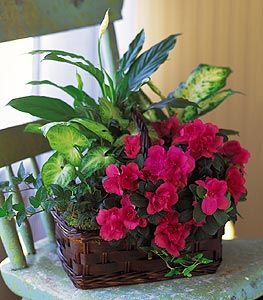 large Azalea Attraction Garden Basket