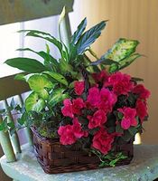 large Azalea Attraction Garden Basket