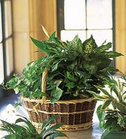 Large Basket Garden