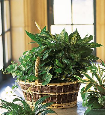 Large Basket Garden