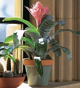 Large Bromeliad