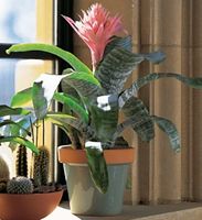 Large Bromeliad Large Bromeliad