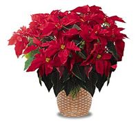 Large Christmas Poinsettia 