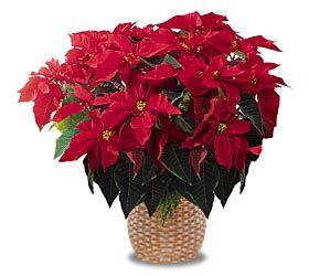Large Christmas Poinsettia 