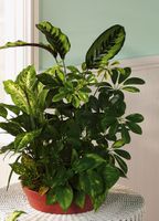 Large european dishgarden Large european dishgarden