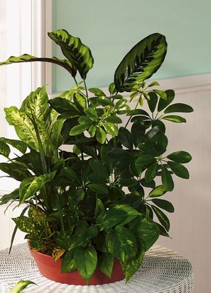 Large european dishgarden
