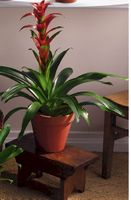 Large red bromeliad Large red bromeliad