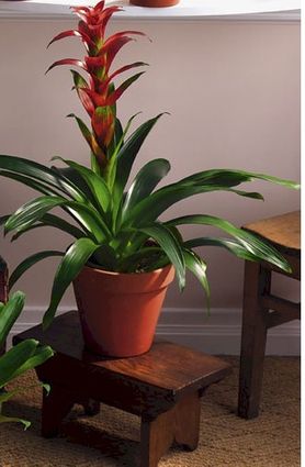 Large red bromeliad
