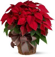 Large Red Poinsettia
