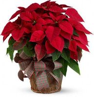 Large Red Poinsettia