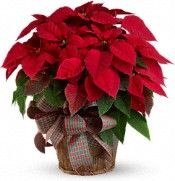 Large Red Poinsettia