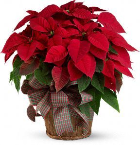 Large Red Poinsettia