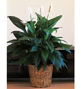 Large Spathiphyllum Plant
