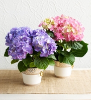Lavender Hydrangea 