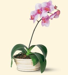 Lavender Phalaenopsis 