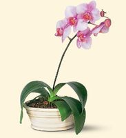 Lavender Phalaenopsis 