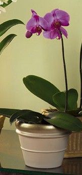 Lavender Phalaenopsis Orchid