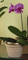 Lavender Phalaenopsis Orchid