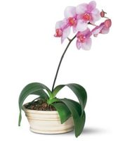 Lavender Phalaenopsis Orchid