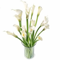 Lilies 