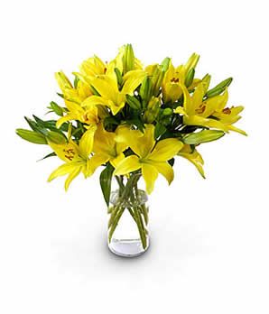 Lily Magic