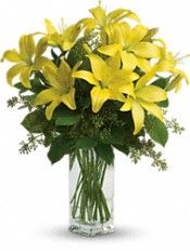 Lily Sunshine