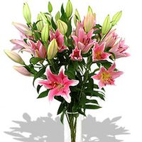 Lovely Pink Lilies In Vase Lovely Pink Lilies In Vase