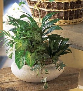 Medium Dish Garden