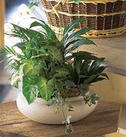 Medium Dish Garden