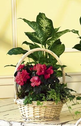 Medium european Blooming Plants