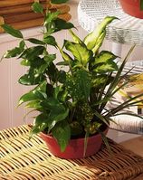 Medium European dish garden Medium European dish garden