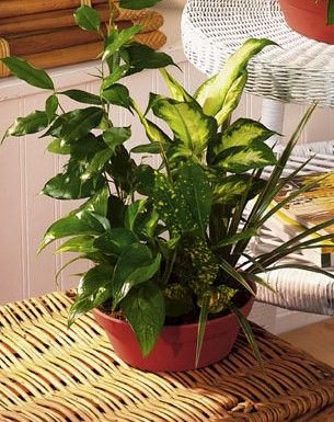 Medium European dish garden