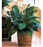 Medium Spathiphyllum Plant