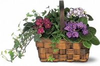 Mixed African Violet Basket