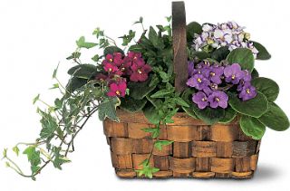 Mixed African Violet Basket