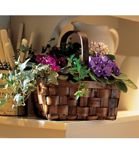 Mixed African Violet Basket