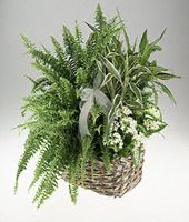 Mixed basket of green and blooming plants.