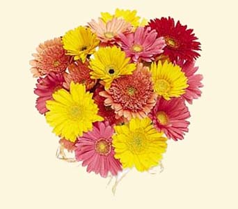Mixed Gerbera Daisy Bouquet 10 Stems