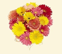 Mixed Gerbera Daisy Bouquet 10 Stems