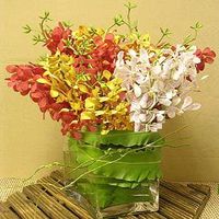 Mixed orchids 